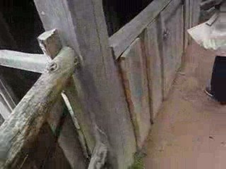 Cochon