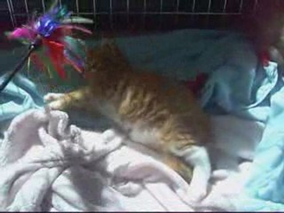 chatons maine coon 34 jours