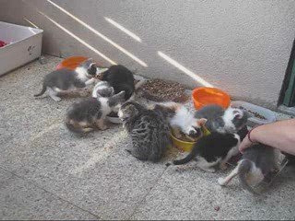 Maman Molly et les chatons