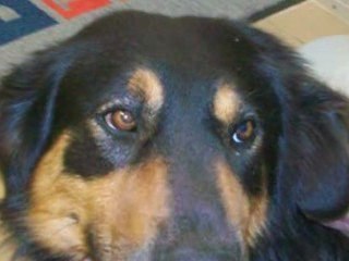 Homemade Doggie Treats