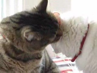 biz birbirmizi seviyoruz