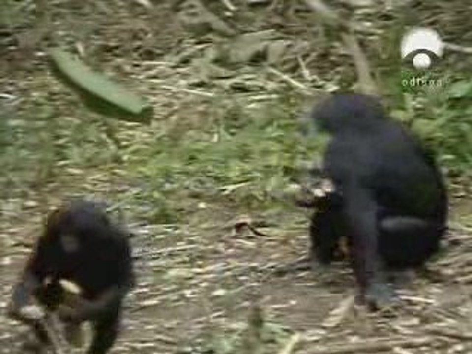 Bonobo Ailesi