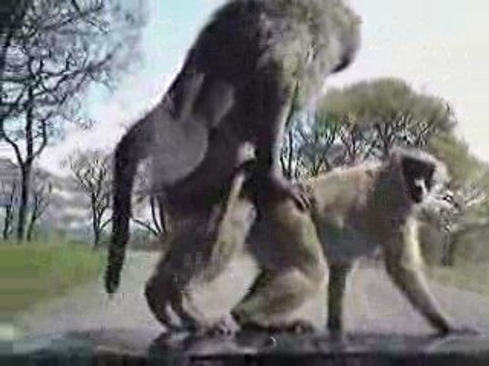 L'attaque des babouins