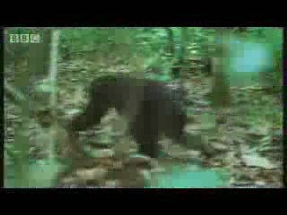 Chimpanzees_team_up_to_attack_a_monkey_in_the_wild_-_BBC_wil