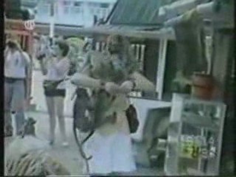 Sont fous ces animaux