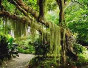 Mevlam Yine Güldürür