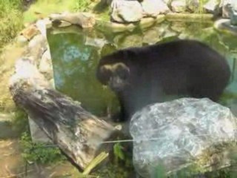 nouveauté au zoo de Maubeuge : les ours à lunettes