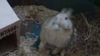 ma lapine zoé s'arrache les poils