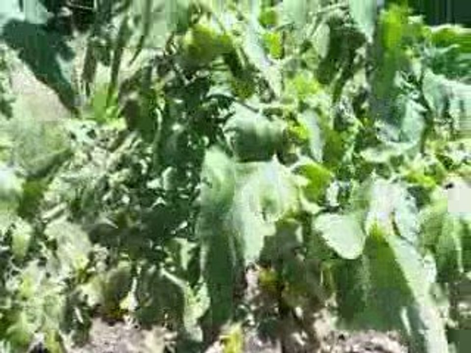 Vidéos de mon potager via iPhone 3GS
