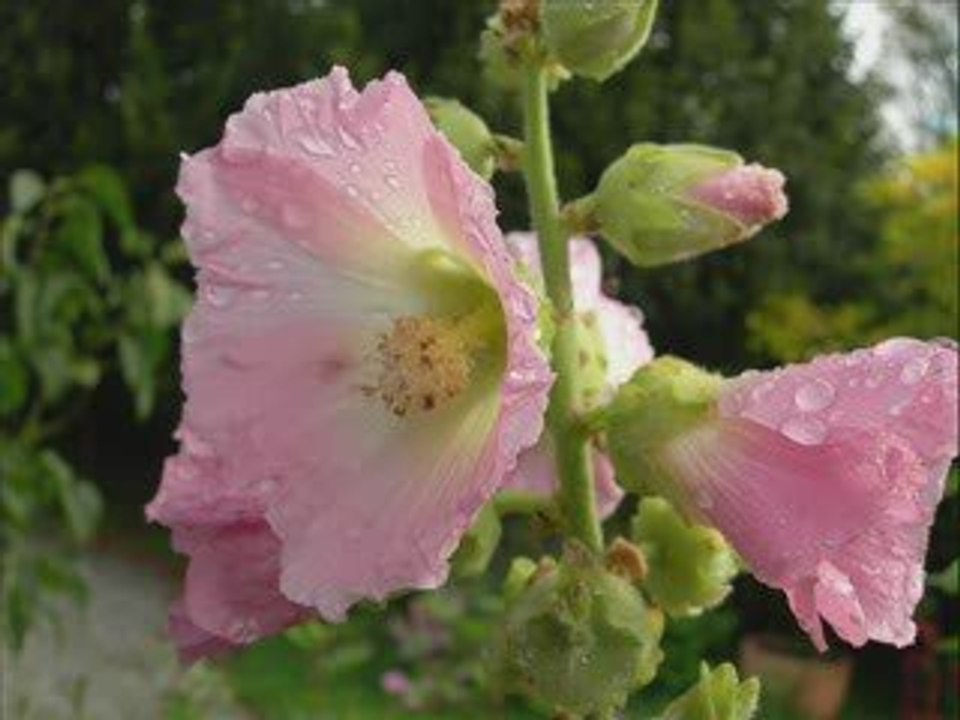 les Amis du Jardin du caBricorne
