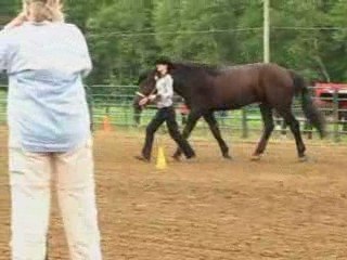 27-28 juin, classes présentation au licou