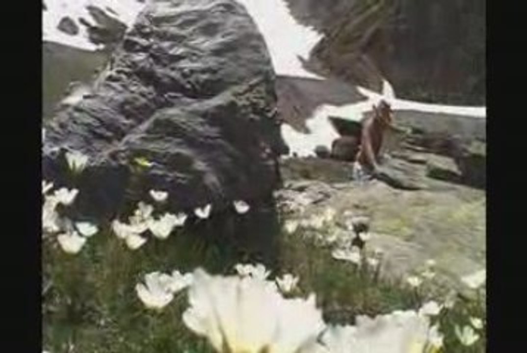 2009 dans la neige en été