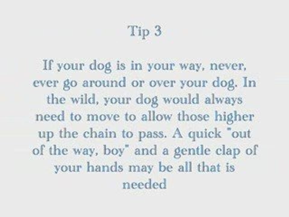 3 Dog Training Tips