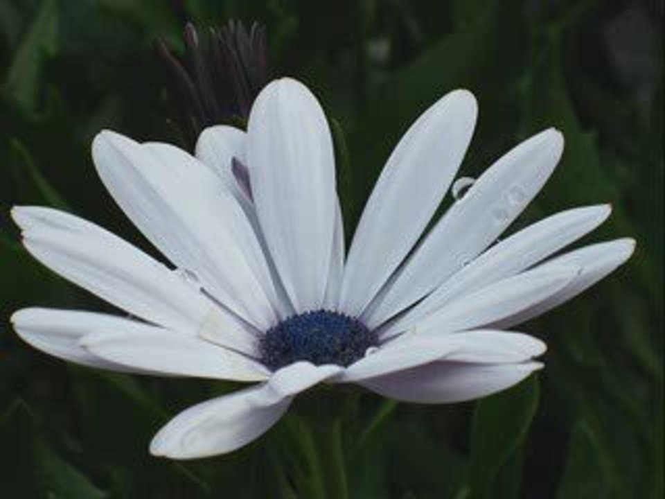 Papatyamm [YalıN-ki SEN]