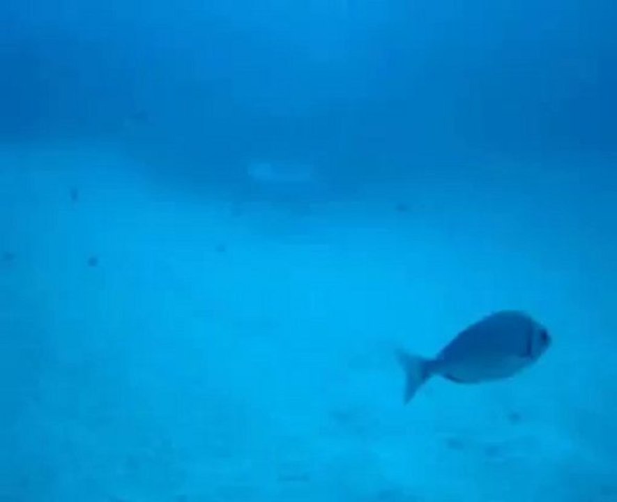 stingray Raie Tenerife juin 2009