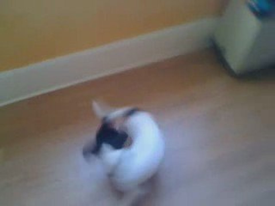 Jack Russel - Tourner manège