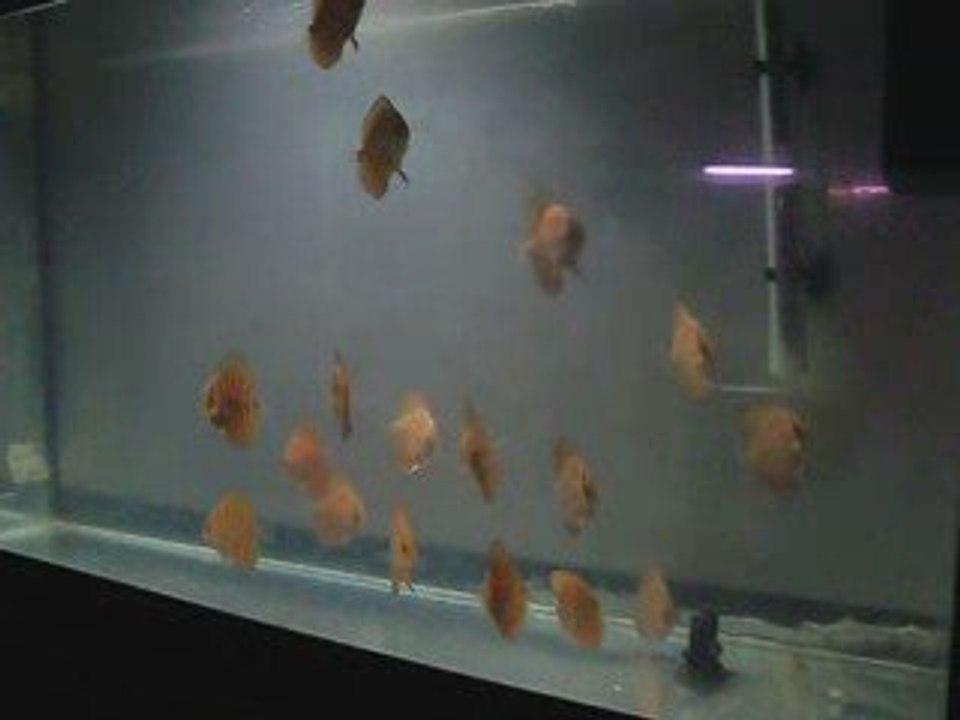 Discus yavruları 3 aylık