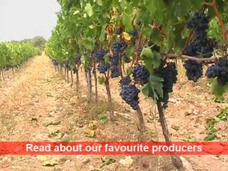 [E] Fattoria Poggerino (#1) in Chianti, the wines with ...