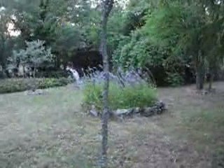 Les oiseaux du jardin