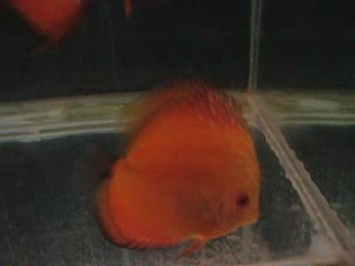 Karma akvaryum genç damızlık adayları