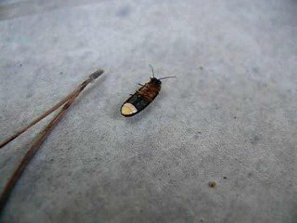 Luciole sur la table de jardin.