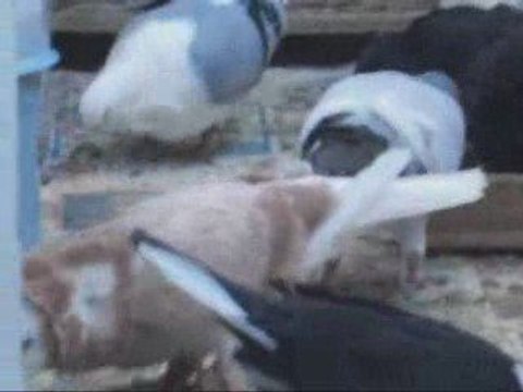 Fehmi Ateş/KÜMES İÇİ guvercinurfa.com