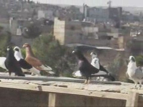 Fehmi ateş/ Şanlıurfa/ SEZON SONU-2 guvercinurfa.com