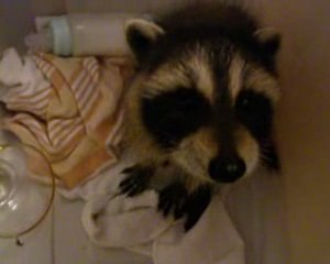 philippe le raton laveur