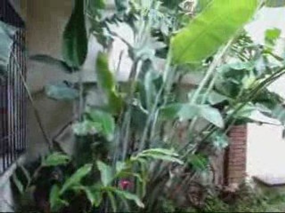 En Costa Rica Parte 1 Esteban Torres