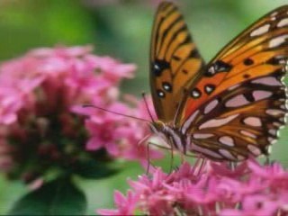 La belleza natural de cien mariposas