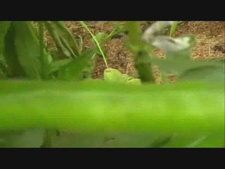 Our Allotment.... June 2009 update