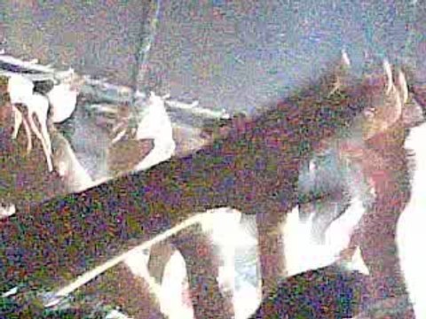 Kuruçeşme Arena 24 Haziran Placebo Konseri