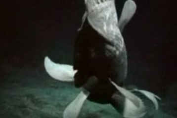 COELACANTH MÜKEMMEL BİR CANLI OLARAK DENİZLERDE YÜZÜYOR