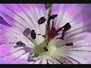 Poésie :     Jamais, avant et pourtant ...