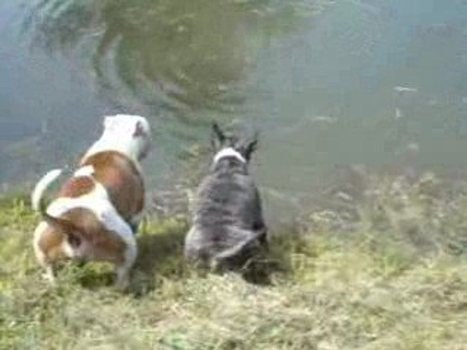 le chien plongeur