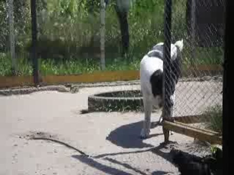 Сен Сао Тохмед и моя кошечка Кузя