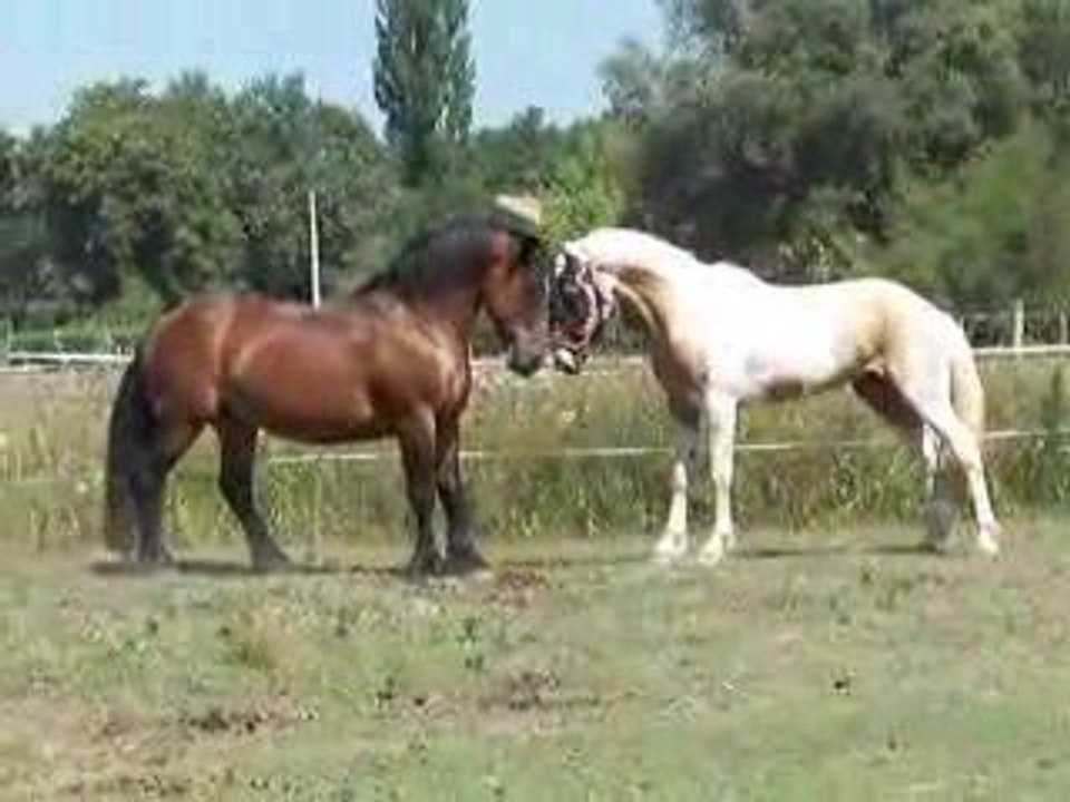 Louquick et Rusty 1er juillet 2009