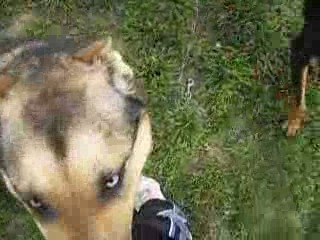 Lady ve Paşa Oynuyorlar