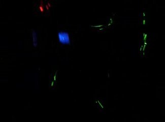 Multi sons 29 saint-thegonnec