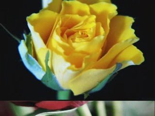 ''RUMBA I RÓŻA ''  -  Duet  BoJan