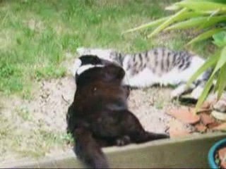 Lait Chat Jeu