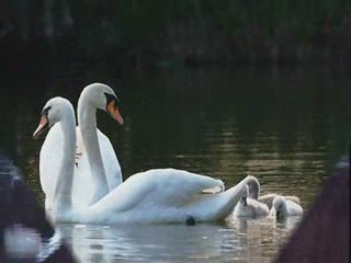 '' BIAŁE ŁABĘDZIE ''  -  Duet  BoJan