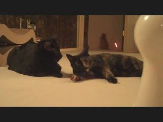 Gatos jugando con lasser.