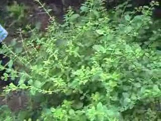 bizim oralar- almanya