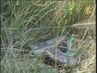 В Кыргызстане ликвидированы три предполагаемых боевика ИДУ