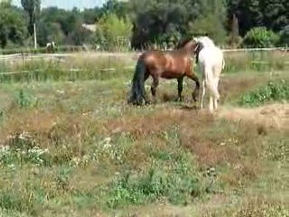 Louquick et Rusty 1er juillet 2009