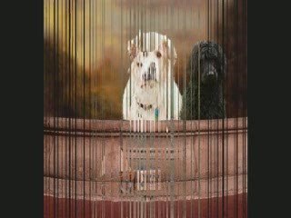 Dogs - Striking Photography by Bo