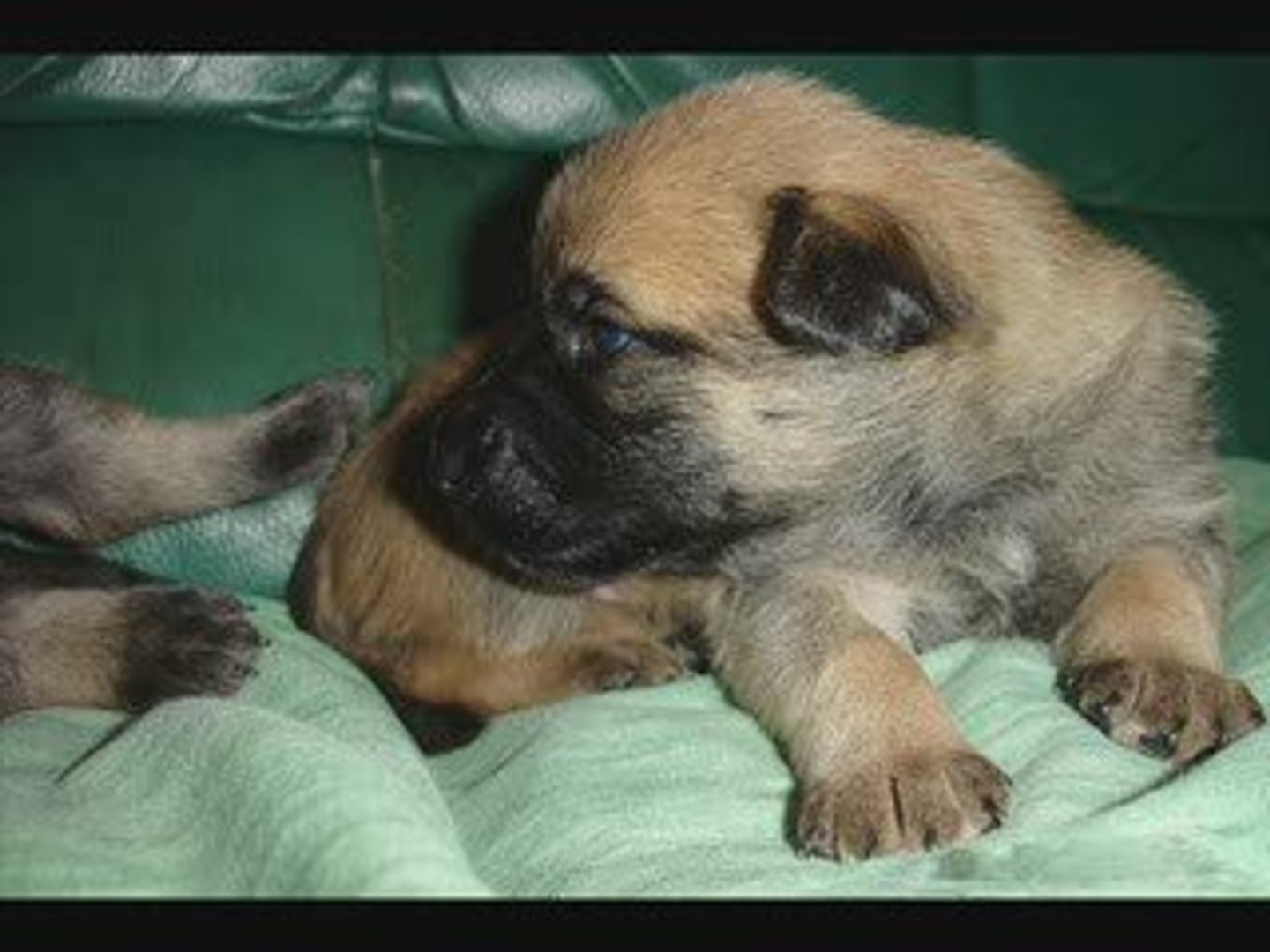 Naissance De Berger Belge Malinois Video Dailymotion