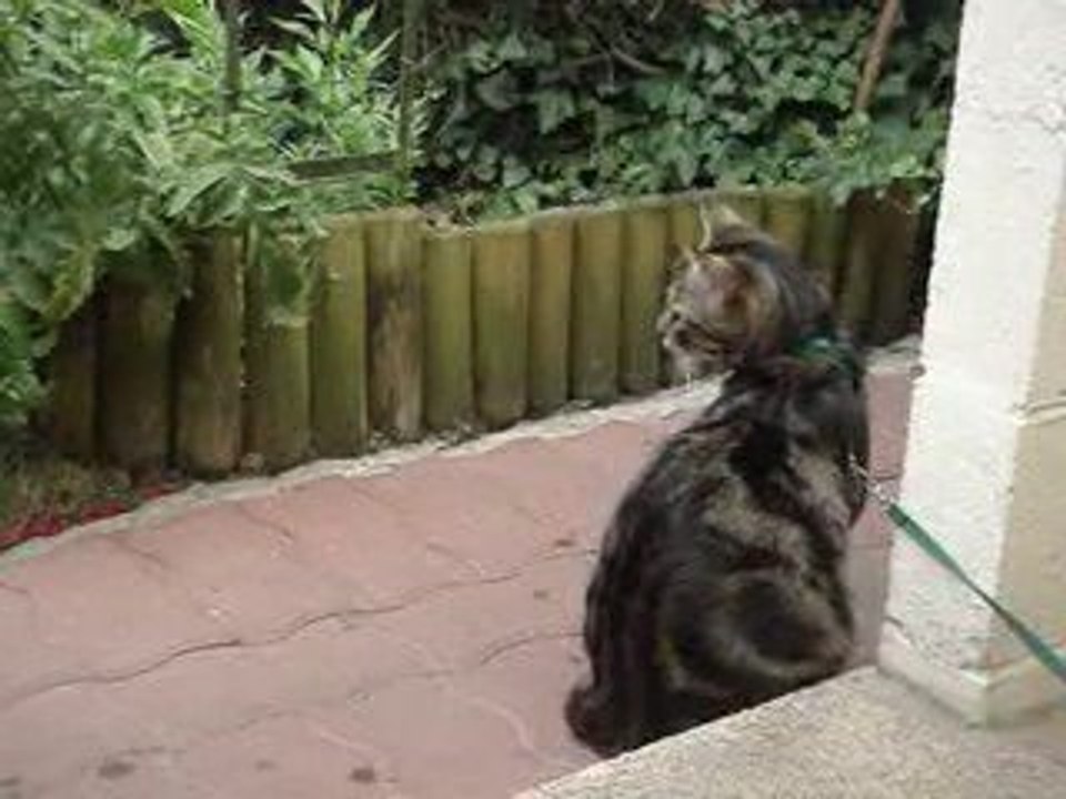 Oliver sous la pluie