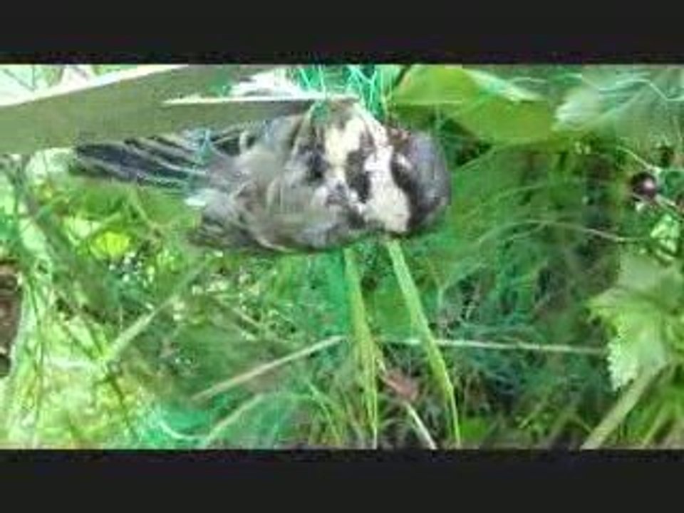 oiseau